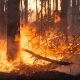 Causas habituales de los incendios forestales